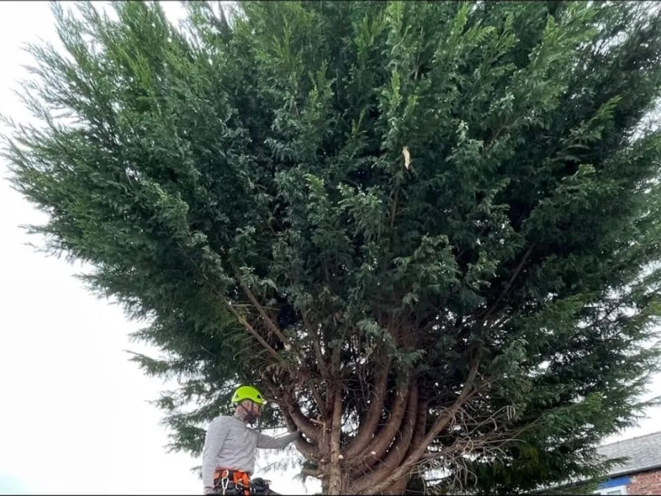 One of the Bideford Tree Services team roped into a large conifer, cutting it back