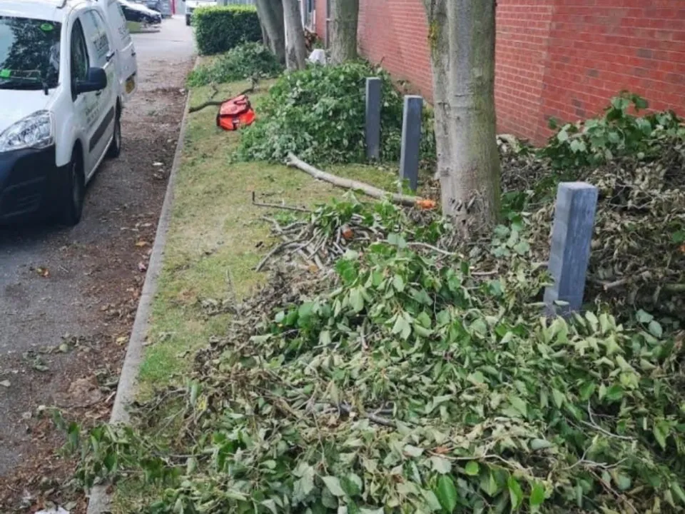 A row of roadside trees crown lifted away from a building