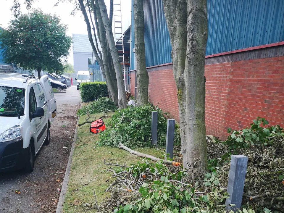 A run of street trees pollarded and cleared, work van alongside