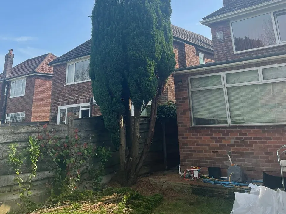A tall conifer growing between two houses before work