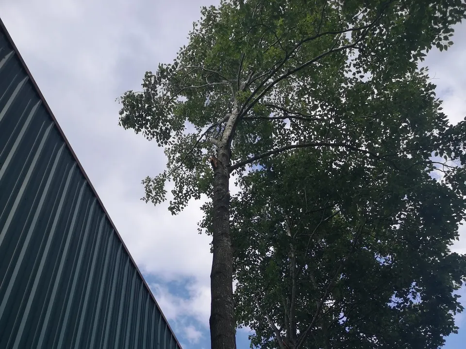 Looking up into a mature tree canopy during crown work
