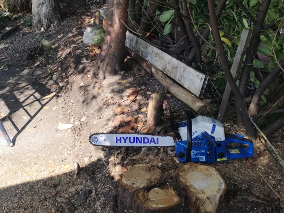 A tree cut down to a low stump with the chainsaw alongside