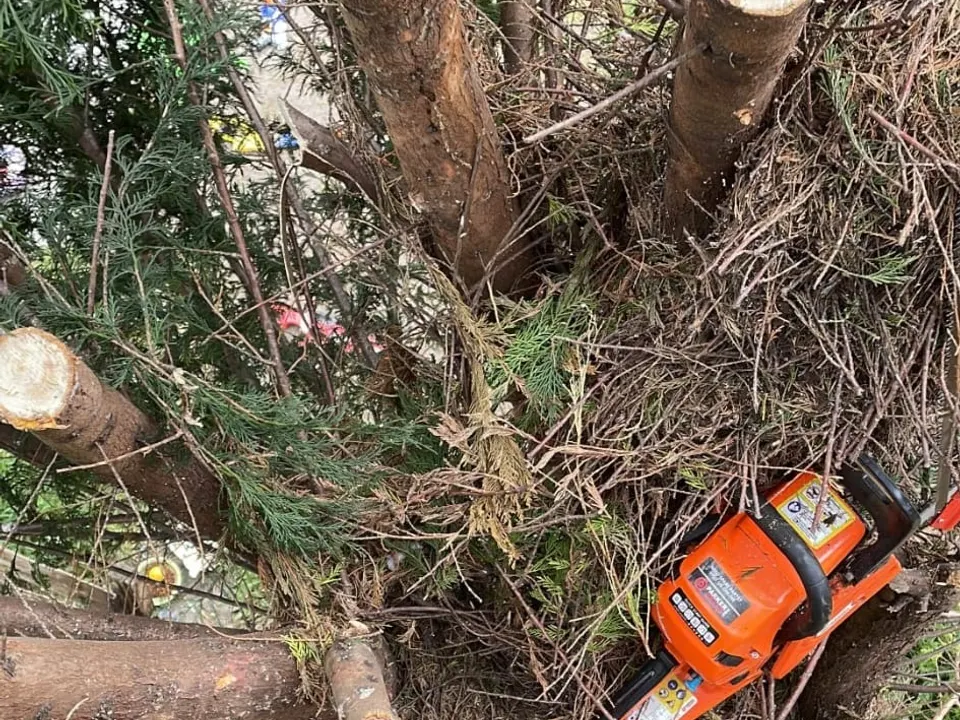 A tree taken down in sections with the brash cleared, chainsaw on the ground