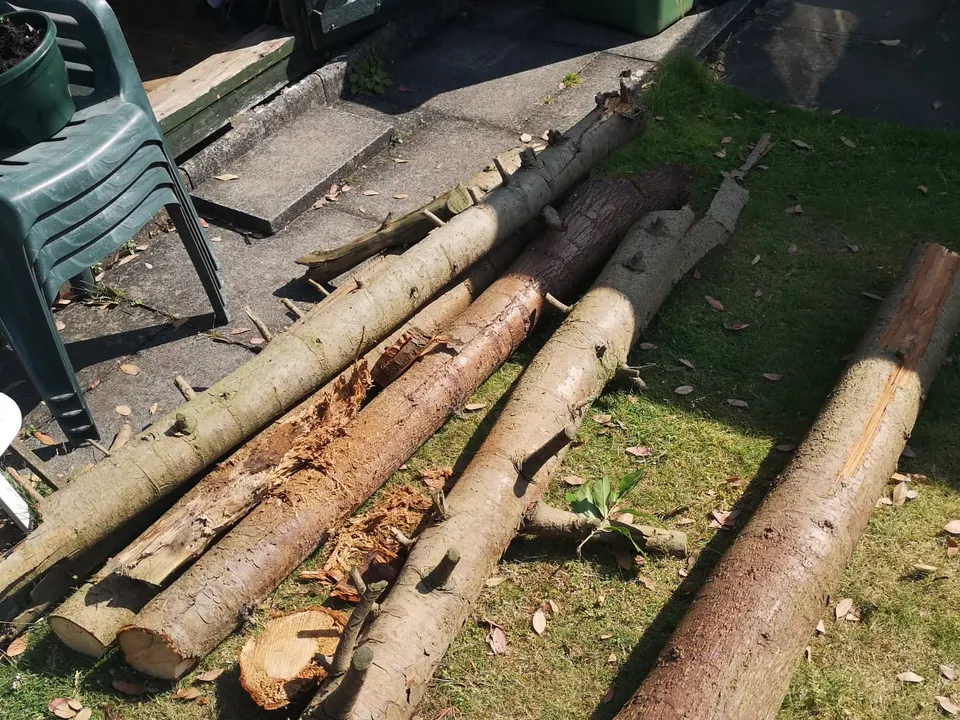 Tree logs cut to length on the grass, ready to move