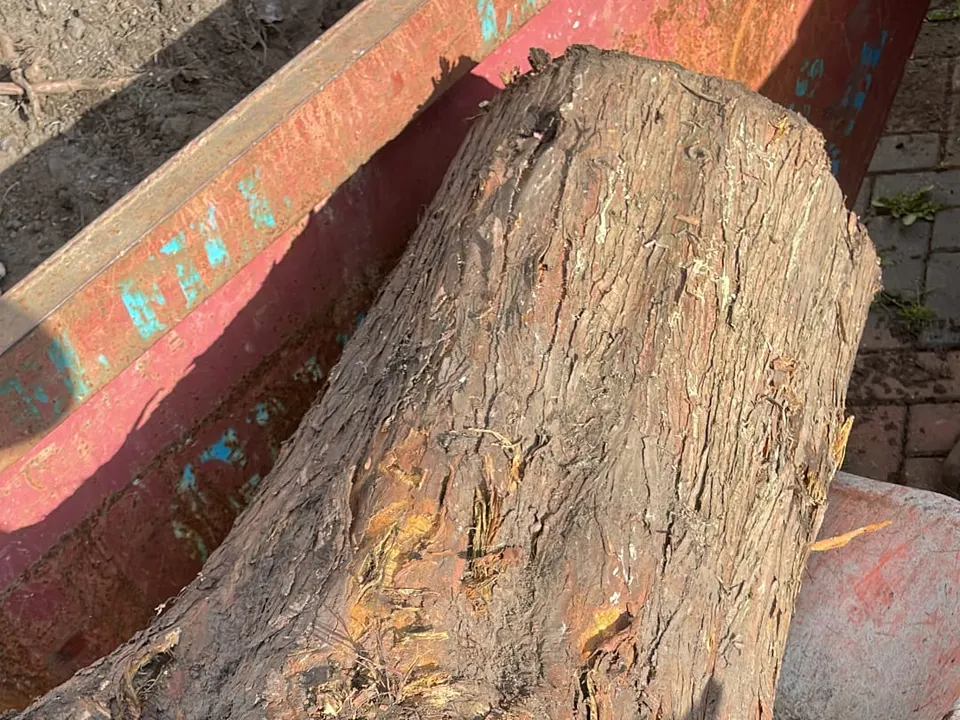 A large tree trunk cut into sections after a felling